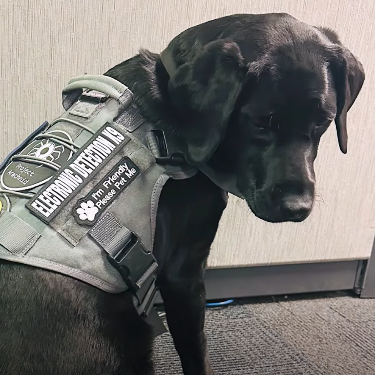 A New Hero on the Beat: Meet K9 Willow